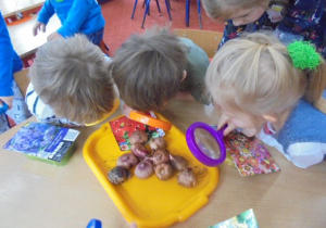 dzieci oglądają cebulki przez lupki