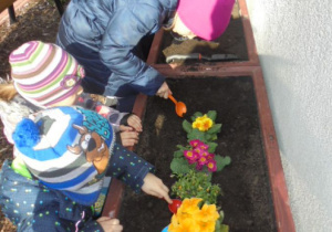 dzieci sadzą rozsady