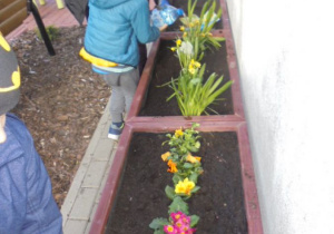 chłopcy podlewają kwiatki