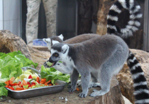 Lemur