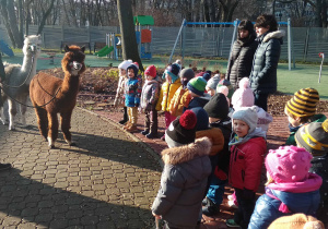 Dzieci stoją w półokręgu i obserwują alpaki