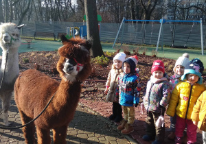 Dzieci stoją w półokręgu i obserwują alpaki