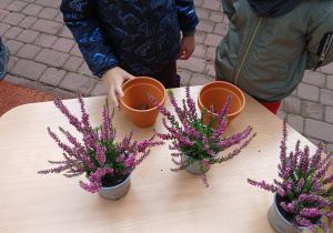 Dzieci sadzą wrzosy