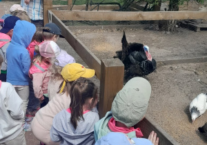 Dzieci ogladają ptactwo domowe