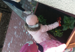 dziecko kopie dołek na kwiaty